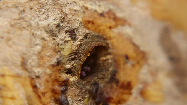 Trigona Laeviceps nests are small holes for stingless bees to pass through