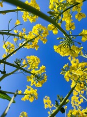 yellow flowers against a blue sky