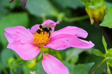 Bumblebee collects nectar on a purple flower