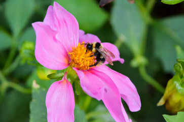 Fototapeta na wymiar Bumblebee collects nectar on a purple flower