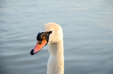 Beautiful swan on the lake, romantic, close up, lovely