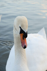 Obraz premium Beautiful swan on the lake, romantic, close up