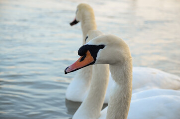 Swan in spring, beautiful swan on the lake