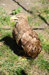 Beautiful white tailed eagle standing in a cage at the zoo.