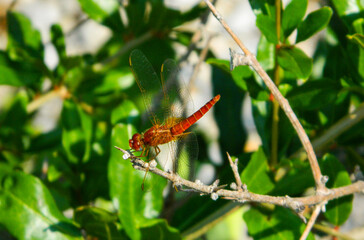 The red dragonfly sits on a grass on a meadow