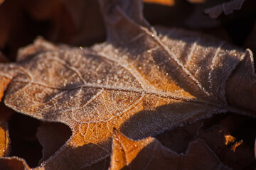 Morning Frost 15484