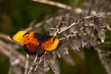 Natal Acrea (Acraea natalica) 14107