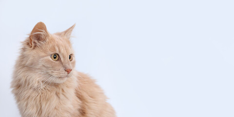 Cat looks away on white background. Pet. Without people. Close-up of a cute ginger cat. Studio portrait of a red cat. Pet shop. Place for text. Beautiful web banner