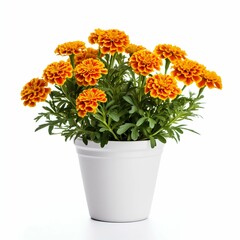Vibrant Serenity: Marigolds in a Modern Ceramic Pot Isolated on White Background. Generative ai