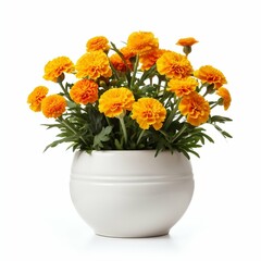 Vibrant Serenity: Marigolds in a Modern Ceramic Pot Isolated on White Background. Generative ai