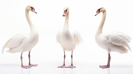 Obraz premium Mute swans