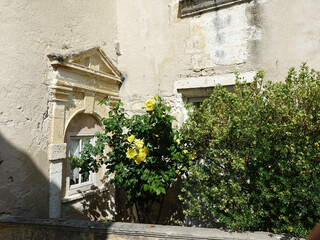 Roses jaunes et vieille maison en pierre
