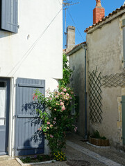 Fototapeta na wymiar Petite rue fleurie à Ars en Ré