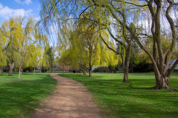 Public park in early spring, nature beginning turn to green in bright sunlight, willow trees and dirty path