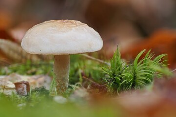 mushroom in the forest