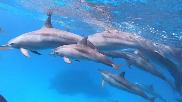 Spinner dolphins near Marsa Alam, Red Sea, Egypt