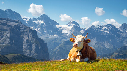 brown and white swiss cow with a cowbell lying on the grass in an alpine pasture in the Swiss Alps - obrazy, fototapety, plakaty