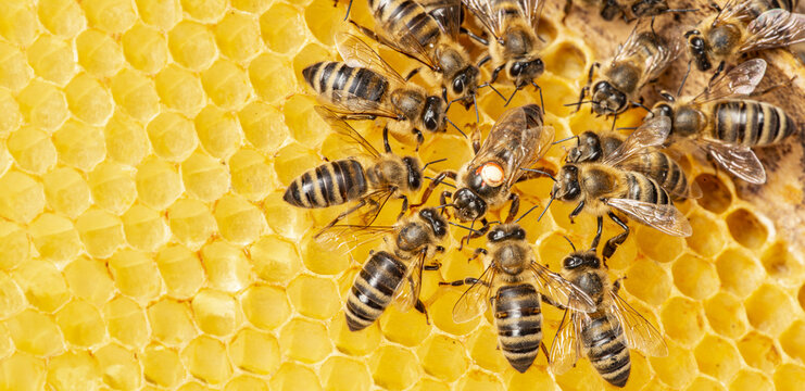 the queen (apis mellifera) marked with dot and bee workers around her - bee colony life