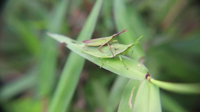 Grasshopper (Atractomorpha lata) resting on green leaves, showing slender body and leaf-like camouflage in a tropical environment.