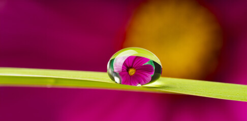 flower and dew drop - macro photo
