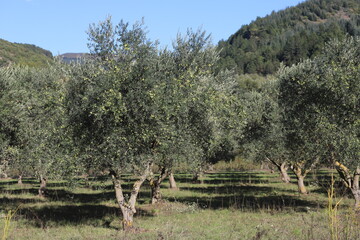 Fototapeta na wymiar paysage de haute Provence, oliveraie