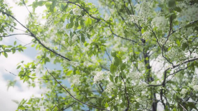 Hackberry tree blooming in spring with white flowers. Slow motion. 