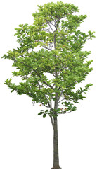 Tree on transparent background, real tree green leaf png file