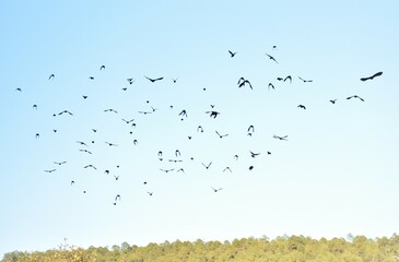Bandada desbandada de aves perdidas