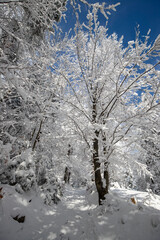 Białe drzewa, mroźny i słoneczny dzień, śnieżna zima w górach - obrazy, fototapety, plakaty