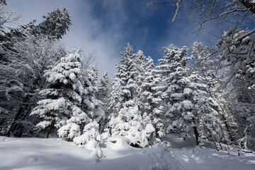 Białe drzewa, mroźny i słoneczny dzień, śnieżna zima w górach