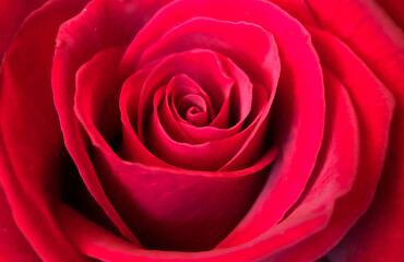 Close up texture of a red rose, natural red background