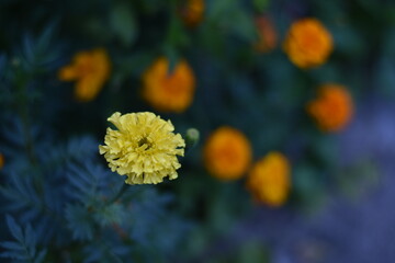 yellow flower in the morning