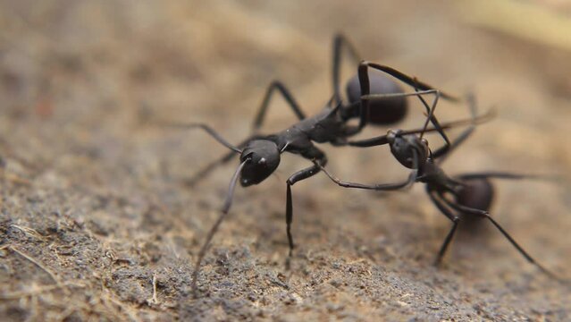 two big black ants fighting by biting each other's legs