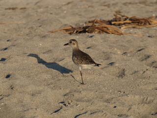 Sandpiper bird on one leg in the beach.  