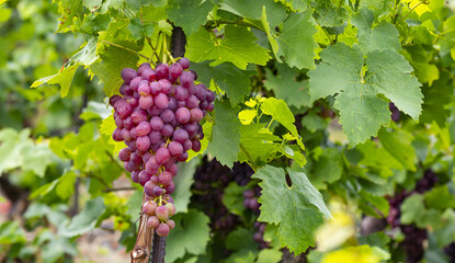grapes on vine growing in vineyard