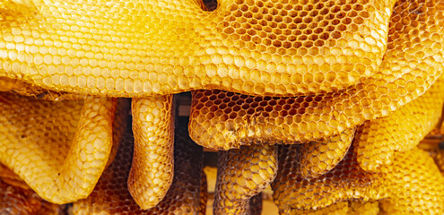 bee wax - bee frames of a bee hive - obrazy, fototapety, plakaty
