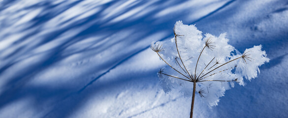 snow covered plant close up