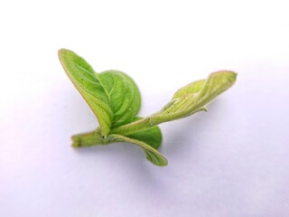 Top of a guava tree branch