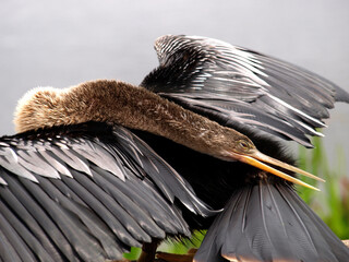 The flexible anhinga (snake bird). 
