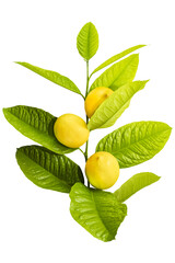 lemon branch