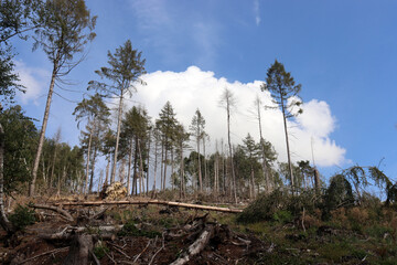 Waldsterben im Teutoburger Wald bei Detmold