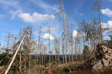 Naklejka premium Waldsterben im Teutoburger Wald bei Detmold