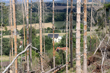 Waldsterben im Teutoburger Wald bei Detmold