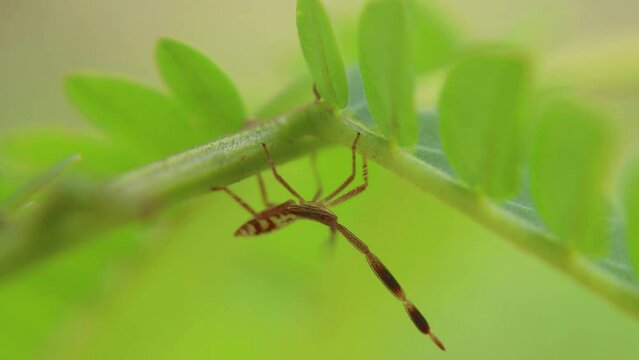 Assassin bug (Reduviidae) perched on plant, showing predatory behavior and sharp rostrum used to capture prey in a natural outdoor habitat.