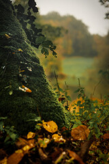 Fototapeta premium la mousse sur l'arbre