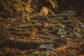 tas de bois oublié 