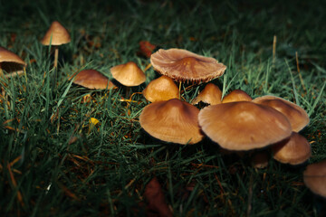 champignons des prés