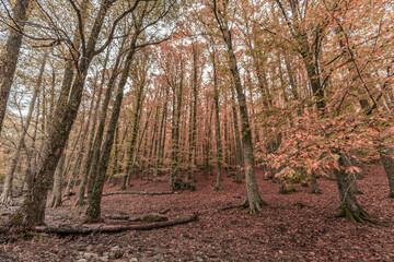 Wide angle autunm scene at Castanar de el Tiemblo. Chestnut forest in Avila province, Spain