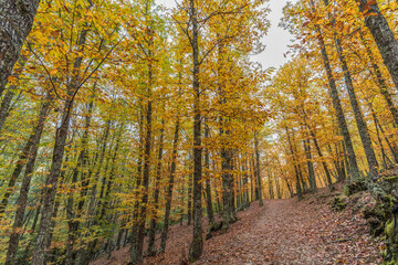Wide angle autunm scene at Castanar de el Tiemblo. Chestnut forest in Avila province, Spain