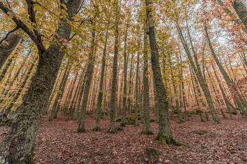 Wide angle autunm scene at Castanar de el Tiemblo. Chestnut forest in Avila province, Spain